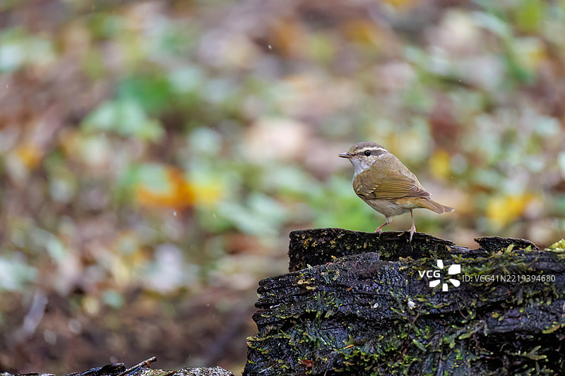 可爱的萨哈林柳莺，学名：Phylloscopus borealoides，属于柳莺科，正在鸣叫。正在水盆中洗澡。图片素材