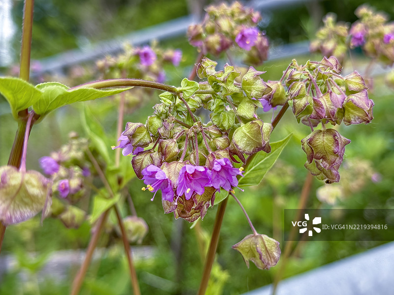 野生四点钟花图片素材