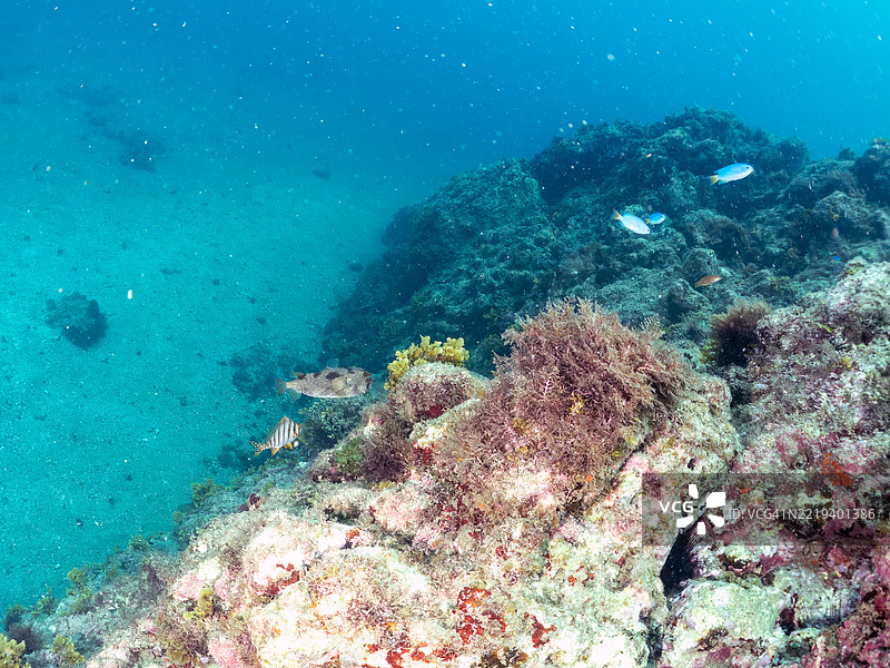 气球刺豚鱼，刺豚鱼（Diodon holocanthus），天使小丑鱼（Pomacentrus coelestis），鱼群。图片素材