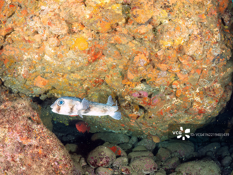 太平洋刺鱼，网纹刺鱼，玻璃眼，斑点大眼鱼，红点鱼，日本刺龙虾，日本龙虾，鱼群在海洞中。图片素材