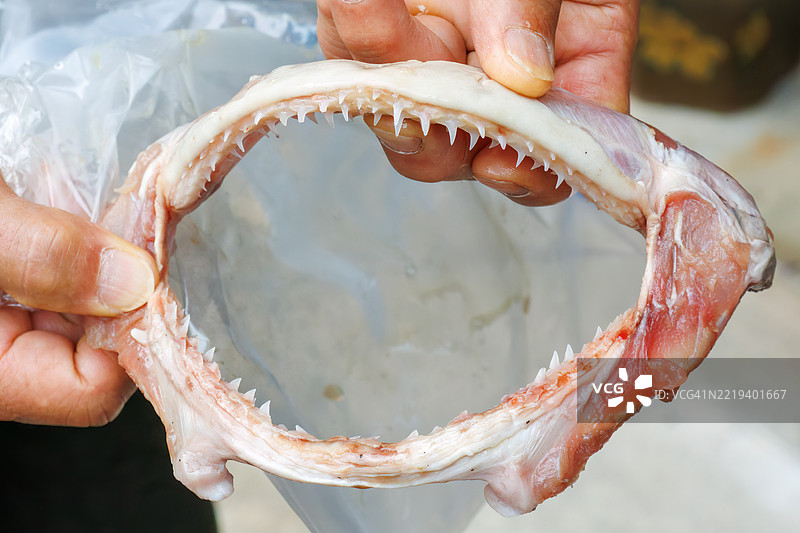 一名渔民正在处理一具锯齿 hammerhead 鲨鱼（Sphyrna lewini, Sphyrnidae）的下颌骨标本。图片素材