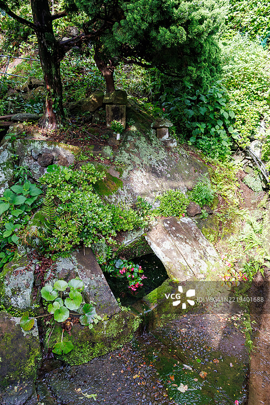 这个春天位于海边的一个山谷中。这里生长着美丽的水生植物，如白花水芹（日本水芹，毛茛科）、秋海棠（毛茛科）和蒲公英（菊科）。图片素材