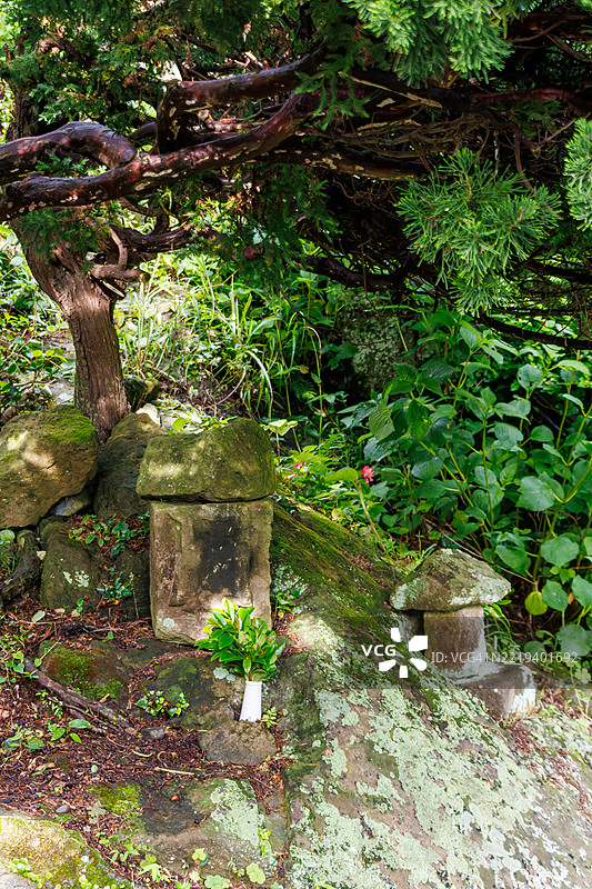 这个春天位于海边的一个山谷中，那里有一座来源不明的古老神社。图片素材