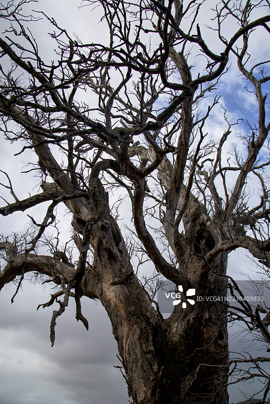 死去的桉树与阴云密布的天空图片素材