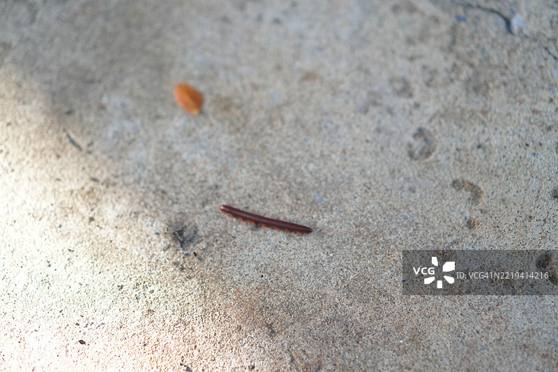 千足虫在混凝土地面上图片素材