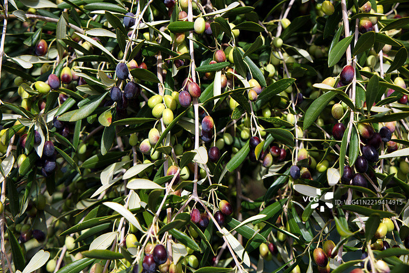 橄榄树上结满成熟的橄榄果实图片素材