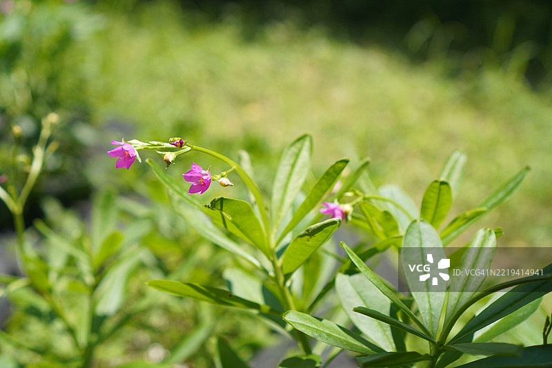 名声 - 锡兰菠菜花图片素材