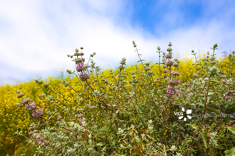 紫色鼠尾草和芥菜草图片素材