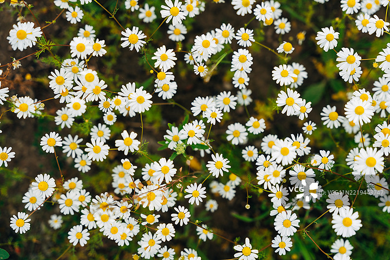 盛开的野花图片素材
