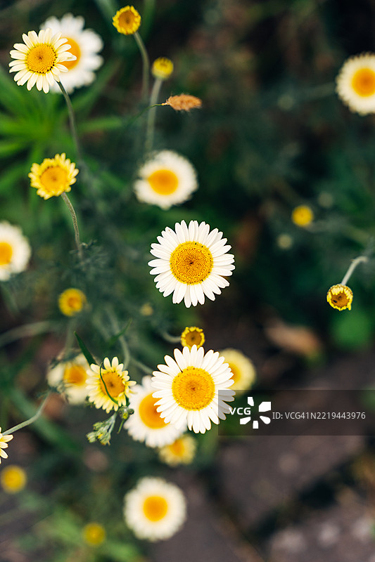 盛开的野花图片素材