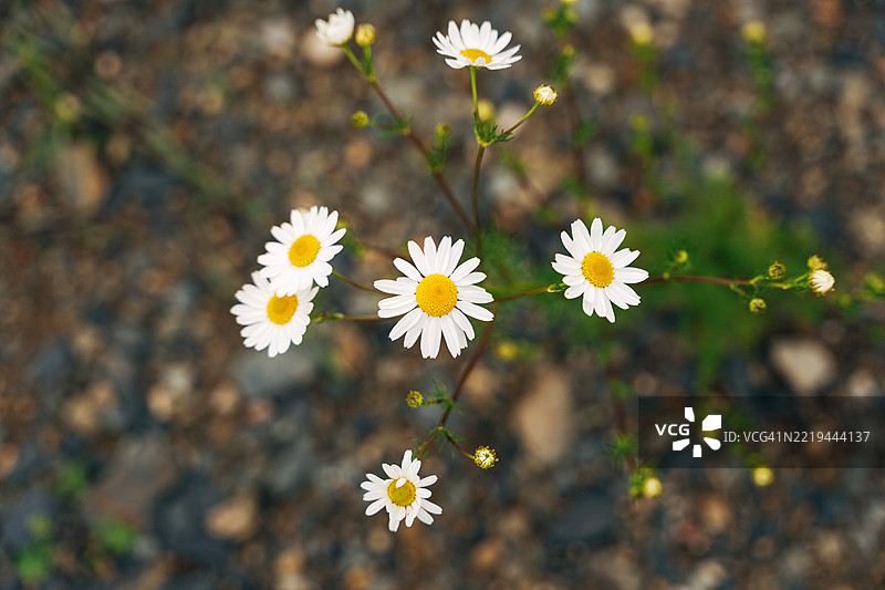 盛开的野花图片素材