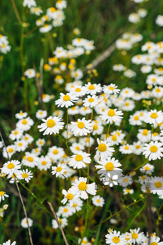 盛开的野花图片素材