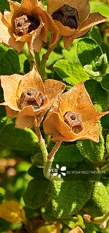 鼠尾草叶岩蔷薇，岩蔷薇属图片素材