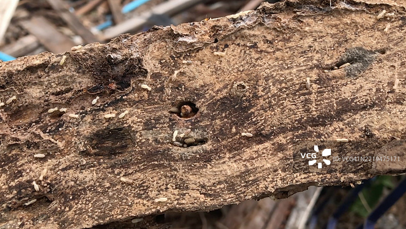 白蚁在巢穴中生活在大型群体中，正在侵蚀房屋内部的结构木材。图片素材