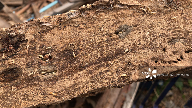 白蚁在巢穴中生活在大型群体中，正在侵蚀房屋内部的结构木材。图片素材
