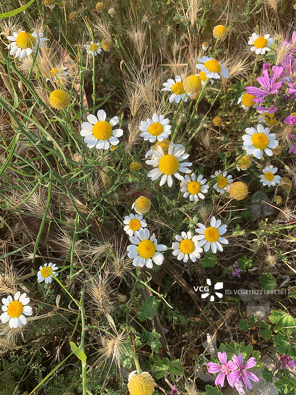 Anacyclus clavatus图片素材