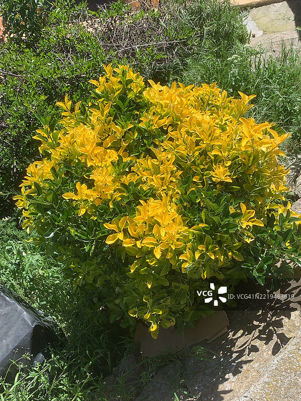 常青榆图片素材