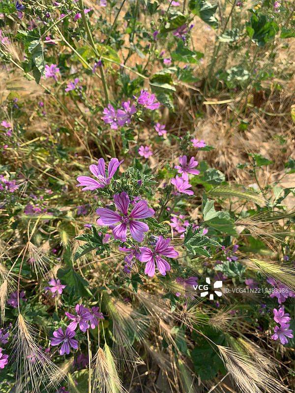 马尔瓦（Malva sylvestris）图片素材
