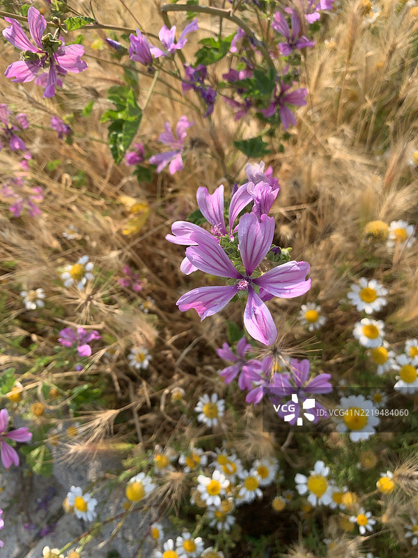 马尔瓦（Malva sylvestris）图片素材