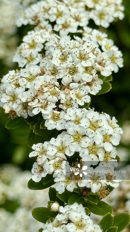 亚洲草梅（Spiraea trilobata）灌木盛开特写图片素材
