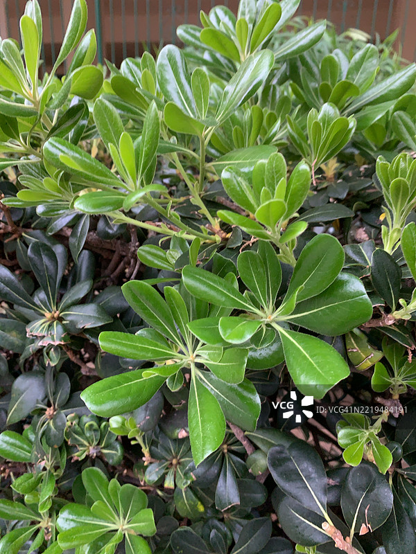 油橄榄图片素材