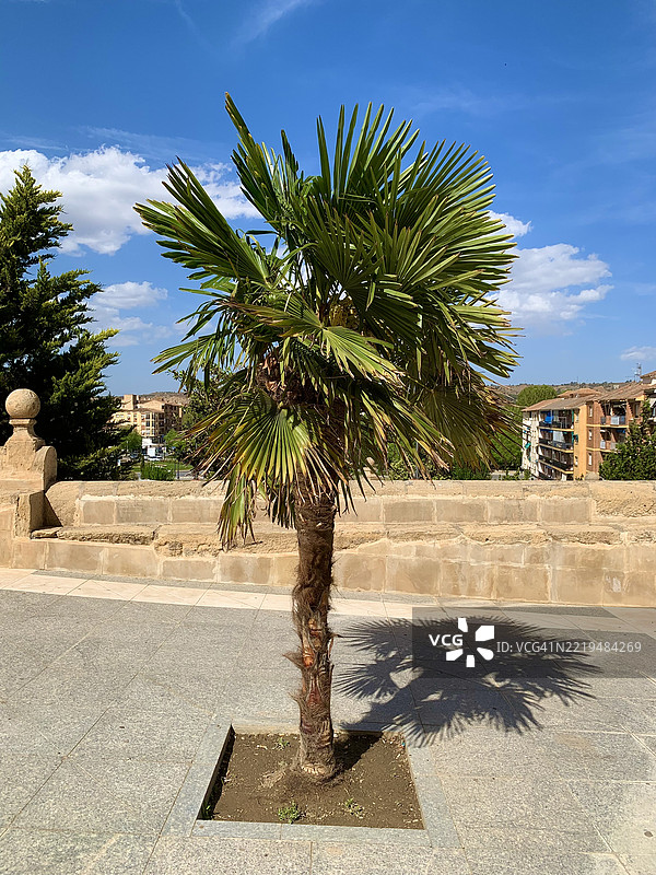 华盛顿棕榈图片素材
