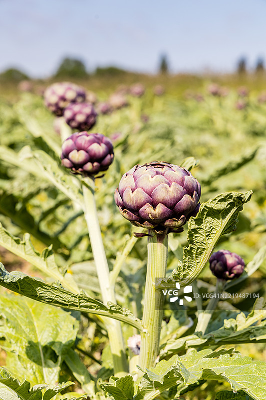 朝鲜蓟作物图片素材