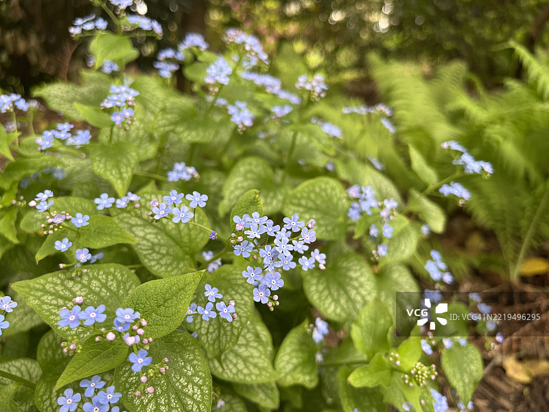 西伯利亚蓝花草在花园中盛开，带有细小的蓝色花朵。大叶蓝花草图片素材