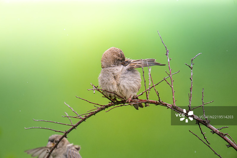 鸟儿正在展开翅膀，并通过将头转到翅膀下方来清理翅膀。图片素材