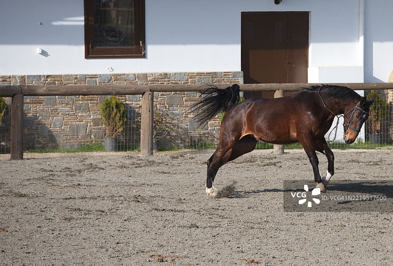 在马厩建筑前的骑马场里，一匹顽皮的马正在踢腿。图片素材