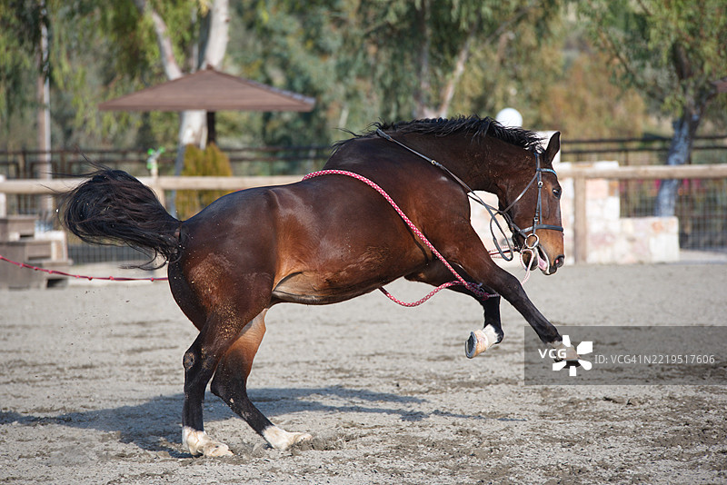 在马厩建筑前的骑马场里，一匹顽皮的马正在踢腿。图片素材