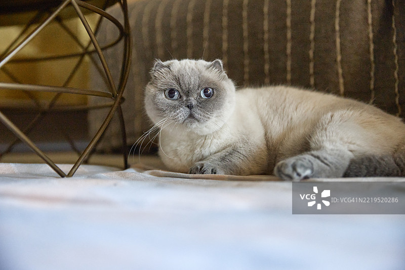 苏格兰折耳猫躺在地板上，注视着镜头。图片素材