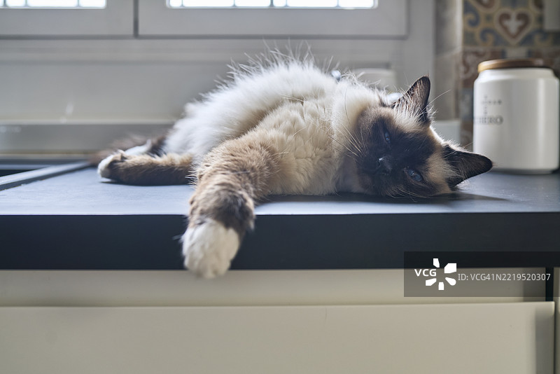 缅因猫在厨房台面上放松图片素材