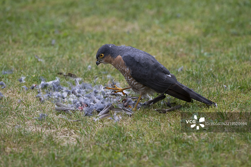 雀鹰(Accipiter nisus),雄性在德国比勒费尔德的草地上捕获猎物后,正在仔细剥离刚捕获的鸟。图片素材