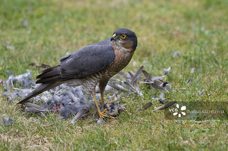 雀鹰(Accipiter nisus),雄性在德国比勒费尔德的草地上捕获猎物后,正在仔细剥离刚捕获的鸟。图片素材