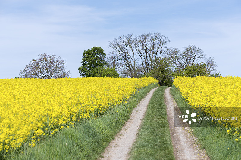 一条乡间小路穿过盛开的油菜花田，在晴朗的天空下，靠近德国巴登-符腾堡州的温嫩登。图片素材