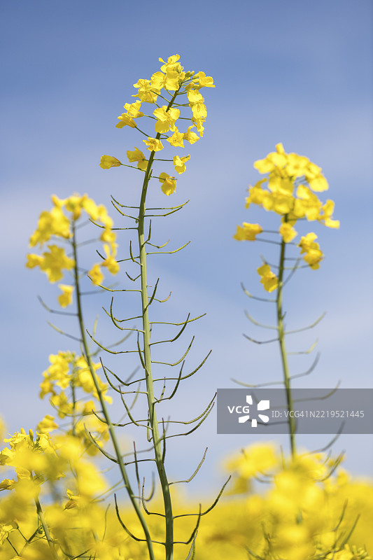 德国巴登-符腾堡州蓝天背景下盛开的两朵油菜花图片素材