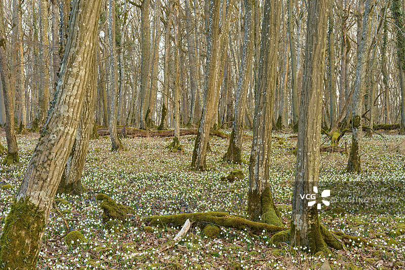 森林场景，春季结缕草或湿地凤蝶（Leucojum vernum），树木丰富的土壤呈棕色调，索登贝格，哈梅尔堡，罗恩，巴伐利亚，德国，欧洲图片素材