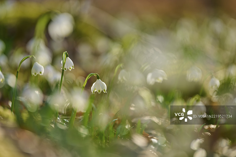 模糊的春季结缕草或三月花（Leucojum vernum）特写，柔和的色彩，索登贝格，哈梅尔堡，罗恩，巴伐利亚，德国，欧洲图片素材