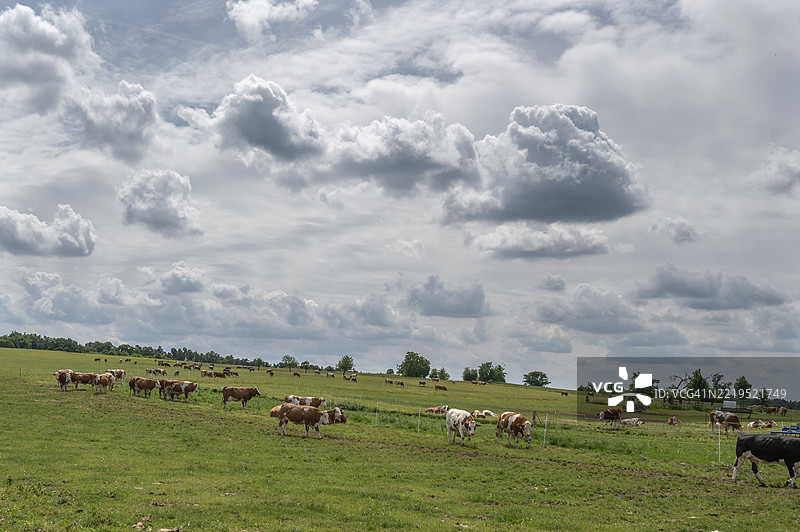 巴伐利亚，德国，欧洲的一家有机农场上的放养奶牛图片素材