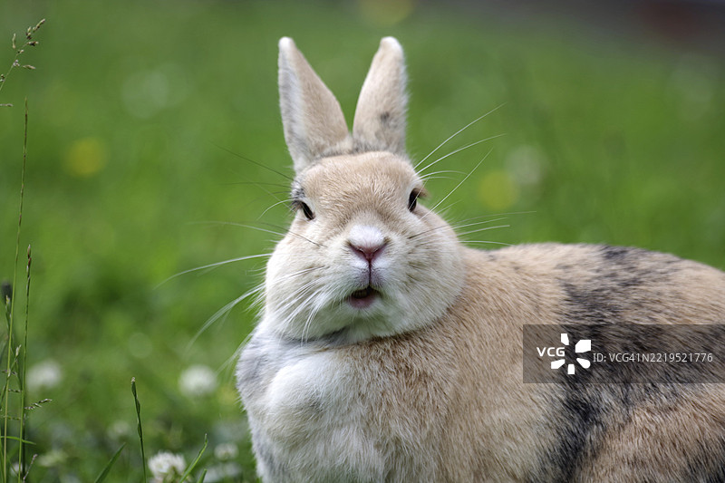 兔子（欧亚野兔），肖像，草地，搞笑，可爱，兔子正面特写图片素材