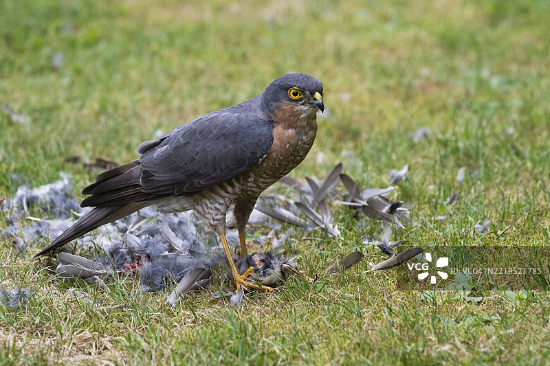 雀鹰(Accipiter nisus),雄性在德国比勒费尔德的草地上捕获猎物后,正在仔细剥离刚捕获的鸟。图片素材
