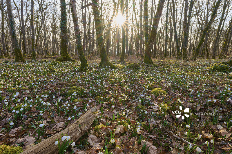 一个宁静的春季森林，盛开的春季水葱或湿地凤蝶（Leucojum vernum），柔和的阳光，索登贝格，哈梅尔堡，罗恩，巴伐利亚，德国，欧洲图片素材