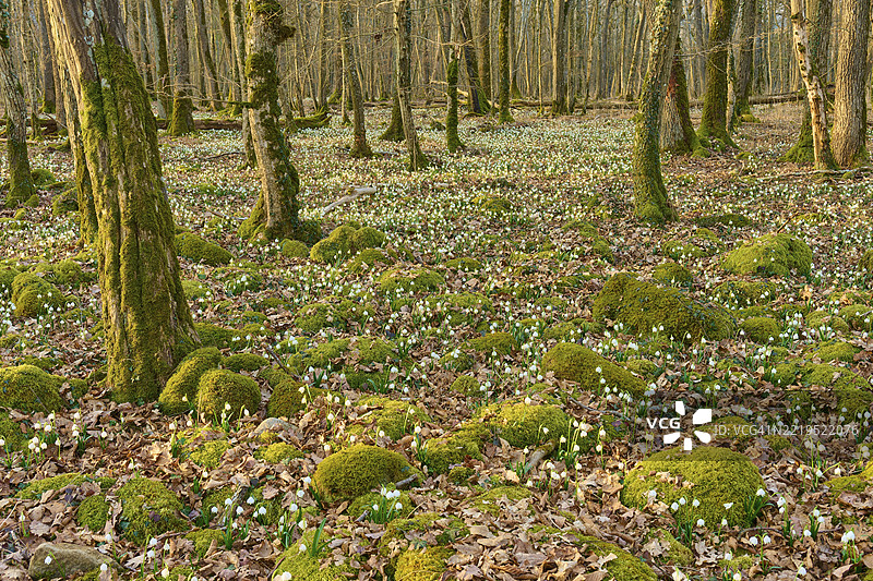 春季结缕草或湿地蝴蝶（Leucojum vernum），在光秃的树下与苔藓丘竞争，索登贝格，哈梅尔堡，罗恩，巴伐利亚，德国，欧洲图片素材