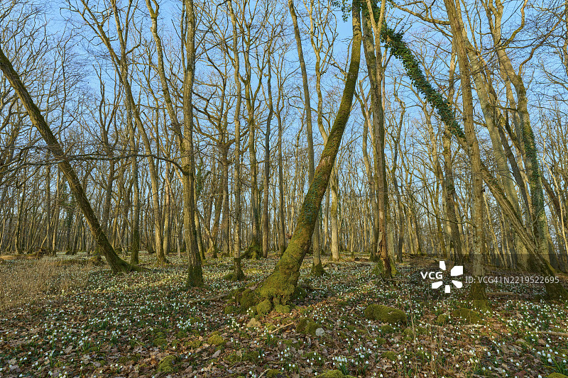 一片茂密的森林,满是春季的结缕草或水仙花(Leucojum vernum),在蓝天之下,位于德国巴伐利亚的霍梅尔堡索登堡,欧洲图片素材