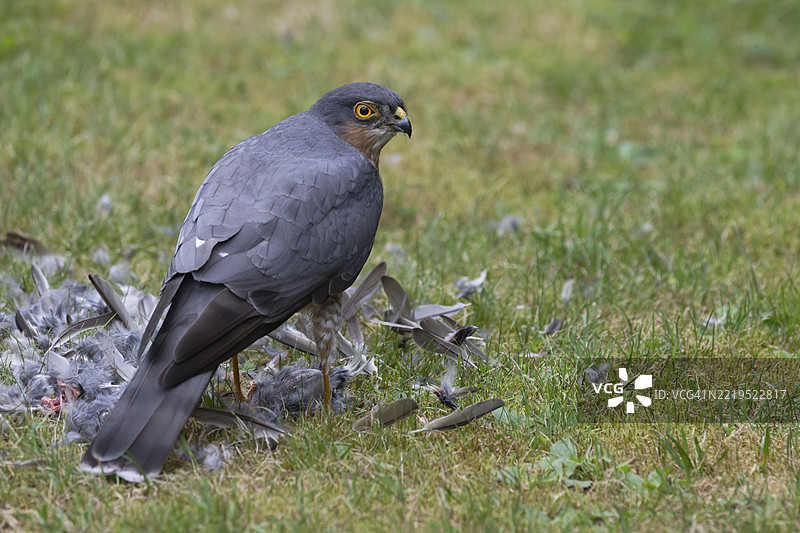 雀鹰(Accipiter nisus),雄性在德国比勒费尔德的草地上捕获猎物后,正在仔细剥离刚捕获的鸟。图片素材