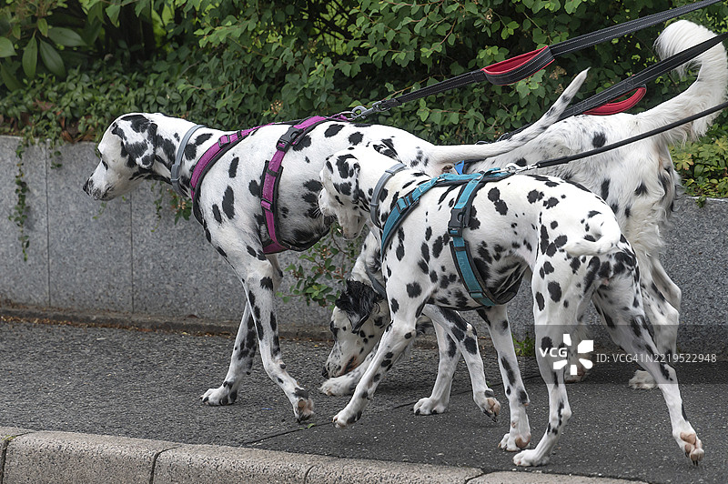 三只大麦町犬（家犬）在牵引绳上，德国巴伐利亚，欧洲图片素材