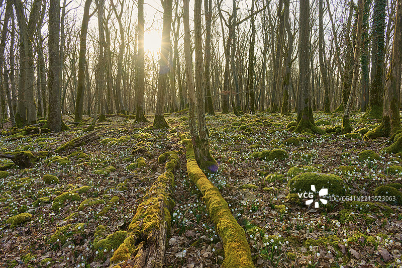 阳光透过树木洒在宁静的森林中。地面覆盖着苔藓和春季结缕草或春季雪花(Leucojum vernum),索登贝格,哈梅尔堡,罗恩,巴伐利亚,德国,欧洲图片素材