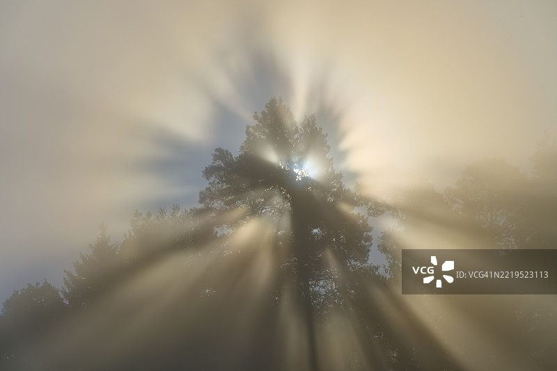 阳光透过树枝洒下，照亮了自然风光中的雾气，地点：德国巴伐利亚州米尔滕贝格的斯佩萨特地区的门赫堡。图片素材