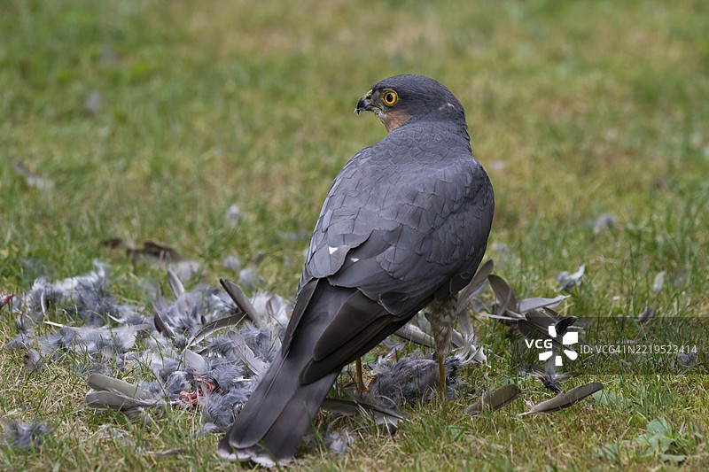 雀鹰（Accipiter nisus），雄性在德国比勒费尔德的草地上捕获猎物后，正在仔细剥离刚捕获的鸟。图片素材